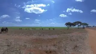 VR Elephant Sigthting  Wildlife Safari trip - Photos of Africa @livestreamnature @PhotosofAfrica