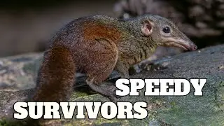 7 Mammals Racing Against Time in the Wild!