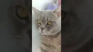 Опиши себя 🤣#юмор#2024 #cat
