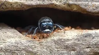 Small Black Wasp - Macro Videography - Panasonic Lumix + Raynox DCR-250 - Macro Shots