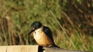New Zealand Kingfisher - Kotare