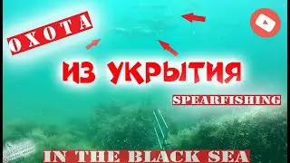 ОХОТА НА ЛОБАНА из УКРЫТИЯ. 2020