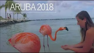 Flamingo Beach and other amazing places in Aruba!