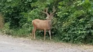 A buck in my yard feeding on our grapes vines