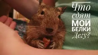 Корм для белок дегу// Чем я кормлю своих белочек?