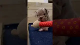 Американский булли щенок😍 Мальчик, один месяц🥰 СВОБОДЕН🔥 