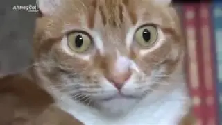 El Gato se espanta con alcancía  de gato japones