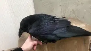 Ласка