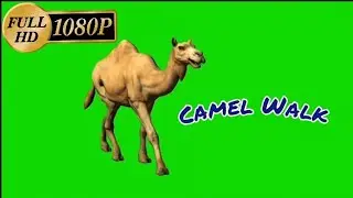 Camel walk || camel green screen background || green screen background camel walk || camel walk slow