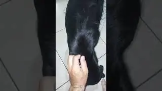 Pra quem tá com saudades do Nubinho,olha ele aí 🐾🐾🐶