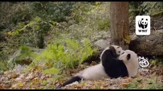 Born in China (Cute Adorable Animals)