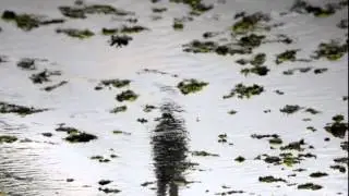 Rhizome - Algae (Full Album)