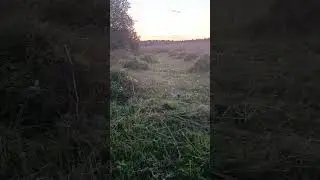 Сколько можно наносить, за час полтора? Кошу сено #лето #животные #horse #nature #лошади