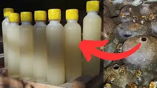 COLHENDO MEL DE URUÇU | MELIPONA SCUTELLARIS |