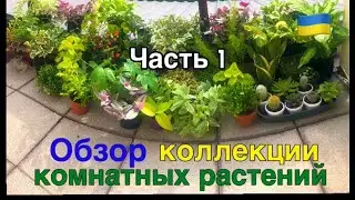 🍁Осенний ОБЗОР комнатных РАСТЕНИЙ. Новая коллекция - 2022. Часть 1.