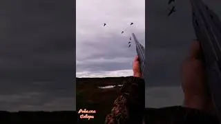 #ОХОТА НА ГУСЯ#КРАСИВЫЙ НАЛЕТ#ОСЕНЬ 2022#ГУСЬ#ОХОТА#