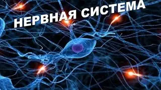 Нервная система - Анатомия просто!