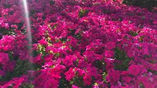 A Day In Dubai.. - Basic editing in Final Cut Pro X