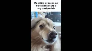 Dog hitbox