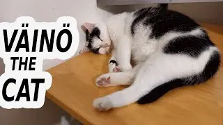Väinö dreaming of things (Väinö the Cat #6)
