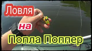 Ловля на ПОПЛА ПОППЕР .Что делать когда хищник не Клюет.ловля КРАСНОПЕРА.