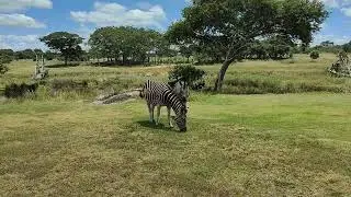 Zebra in Zimbabwe