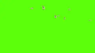 bird flying effect green screen chroma key [1080p]hd