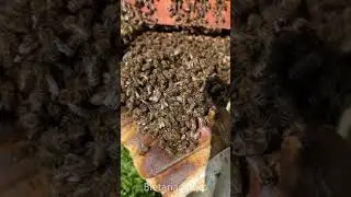 Mjekrra Bletë 14 Maj 2024 🐝