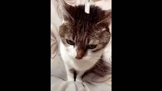 Кот Макинтош. Macintosh cat