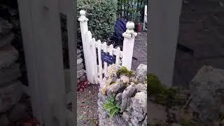 Пираканта. Живая изгородь 🌲