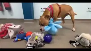 Dogs choosing their Christmas present