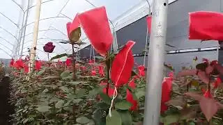 Теплица с Explorer в Эквадоре