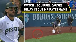 Squirrel chase briefly interrupts Cubs-Pirates game at PNC | Viral Video