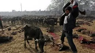 Do Vegans Kill Animals?
