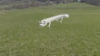dragon01