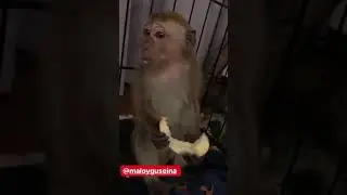 Гусейн сториз 25.04 19