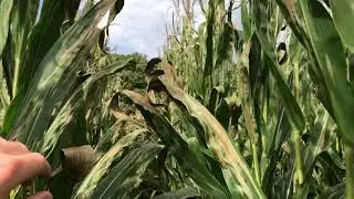 Miravis Neo in corn