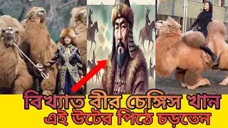 মঙ্গোলিয়ার বিখ্যাত বীর চেঙ্গিস খান এই উটের পিঠে চড়তেন!