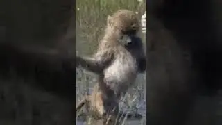 А я иду такая вся Дольче Габбана...