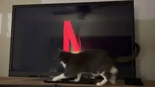 Netflix loading screen