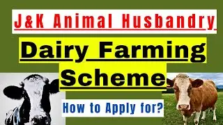 Dairy Farming Scheme in J&K | How to set up dairy farm with govt support in J&K