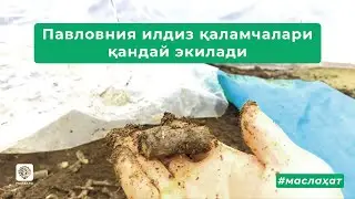 Павловния илдиз қаламчалари қандай экилади   #Павлония #Pavloniya #Paulowia #Pavlonia #Manzara