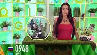 Ксения Ибрагимова - "Счастливый час" (07.07.16)
