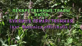 Лекарственные растения июля 