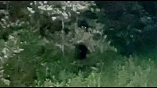 YOU NEED TO SEE THIS FOOTAGE RIGHT AWAY!! THIS WAS CAPTURED ON CAMERA!!