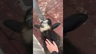 Барашка няшка