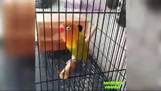 LOVEBIRD GADIS MUDA NGEKEK PANJANG 20 MENIT..