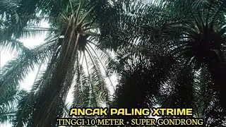 pruning sawit paling xtrime tinggi 10 meter ful pelepah kering#pruningsawit