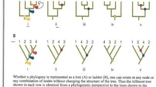 How to Interpret Phylogenetic Trees