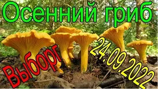 Тихая охота или погоня за красными